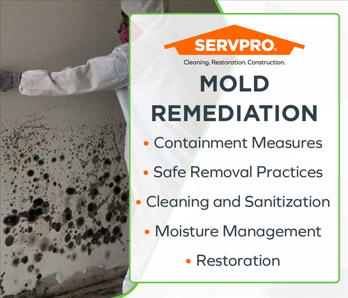 SERVPRO professional performing comprehensive mold remediation services